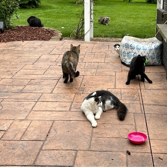 Meet your Posher, CJ - Picture 3 of 15